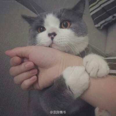 挂出个三国官方下载