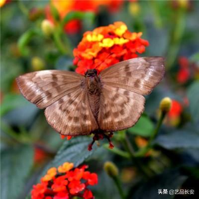 放开那三国公益服下载